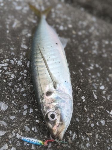 マルアジの釣果
