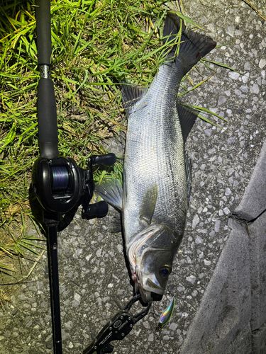 シーバスの釣果