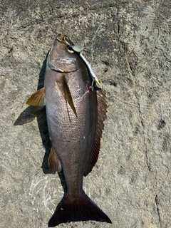 イサキの釣果
