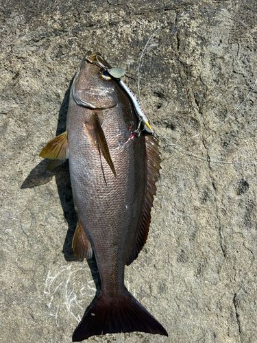 イサキの釣果