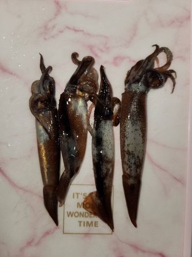 スルメイカの釣果