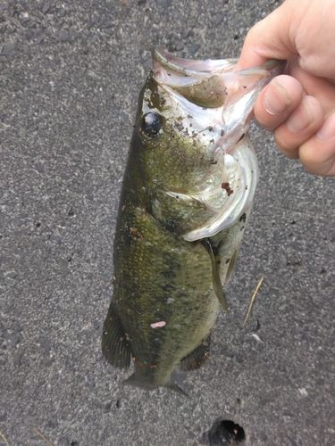 ラージマウスバスの釣果