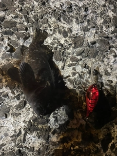 ムラソイの釣果