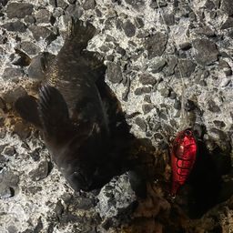 ムラソイ