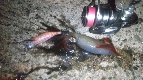 ケンサキイカの釣果