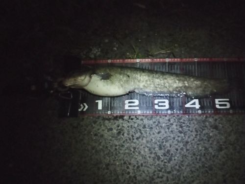 ニホンナマズの釣果