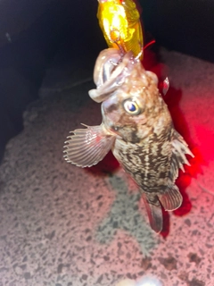 クロソイの釣果