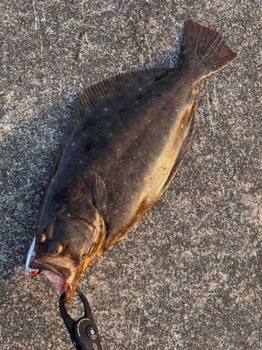 ヒラメの釣果