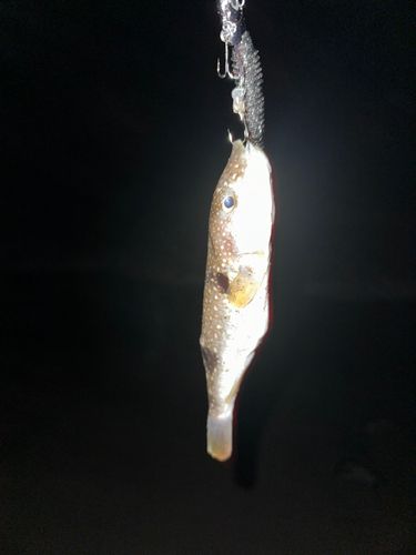 クサフグの釣果