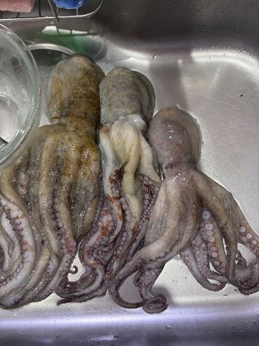 タコの釣果