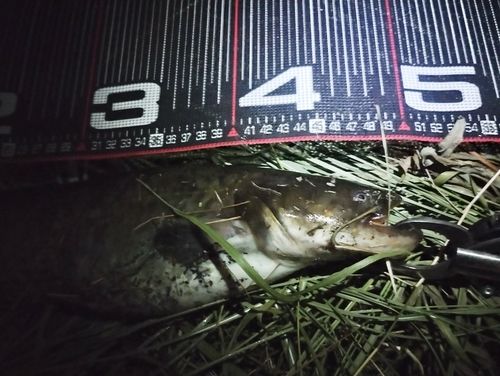 ニホンナマズの釣果