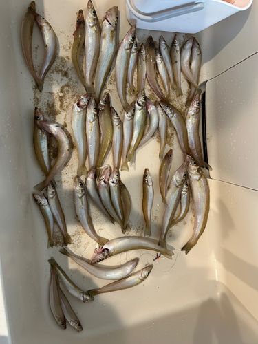 キスの釣果