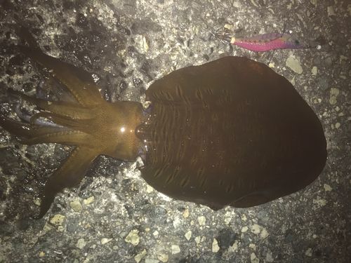 アオリイカの釣果