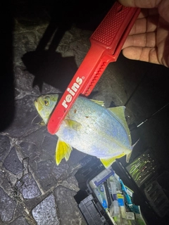 ワカシの釣果
