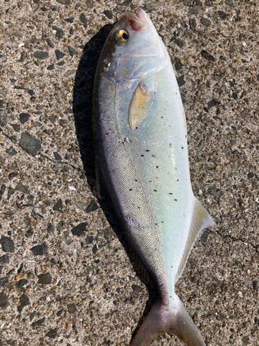 ショゴの釣果