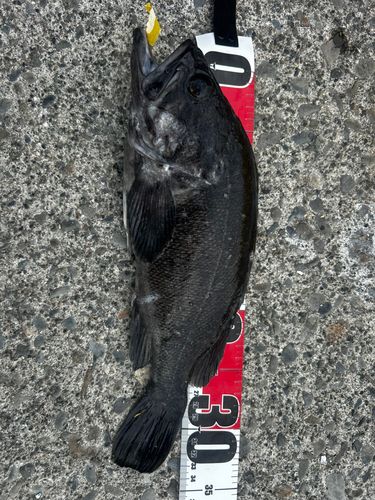 クロソイの釣果