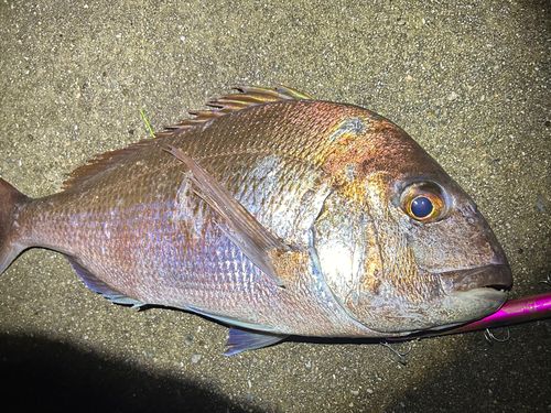 マダイの釣果