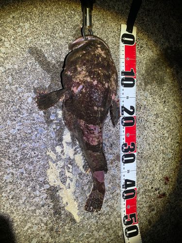 シマゾイの釣果