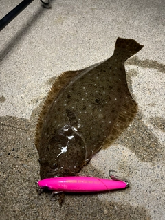 ヒラメの釣果