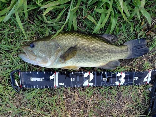 ラージマウスバスの釣果