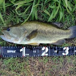 ラージマウスバス