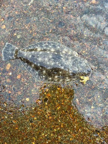 ソゲの釣果