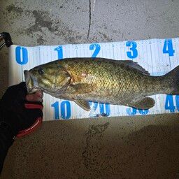 スモールマウスバス