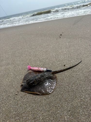 エイの釣果