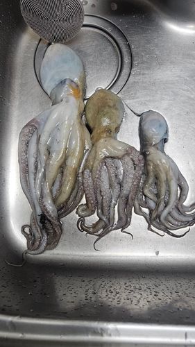 マダコの釣果