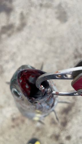 ソウダガツオの釣果