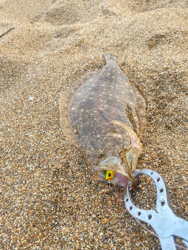 ソゲの釣果