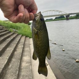 スモールマウスバス