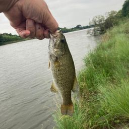 スモールマウスバス