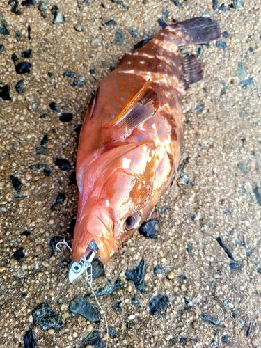 キジハタの釣果