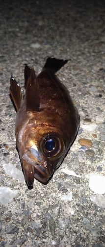 メバルの釣果