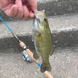 スモールマウスバス