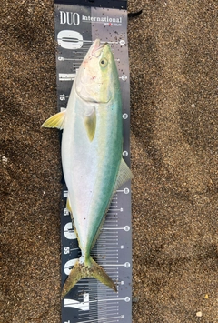 ワラサの釣果