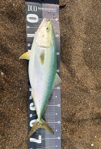 ワラサの釣果