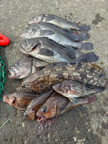 アイナメの釣果