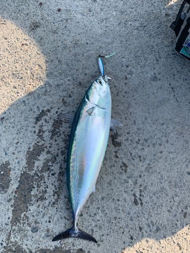 ソウダガツオの釣果