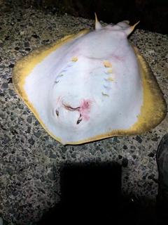 アカエイの釣果