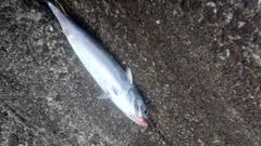 ソウダガツオの釣果