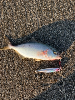 ショゴの釣果
