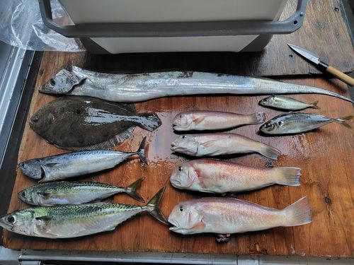 ガンゾウビラメの釣果