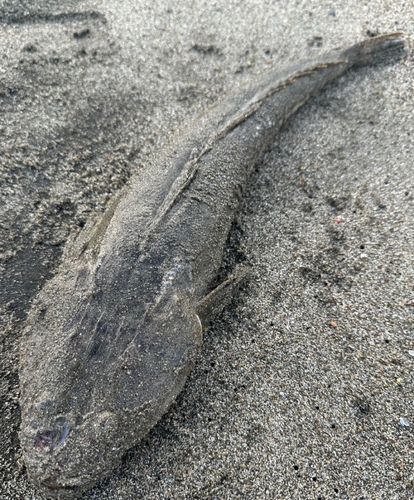 マゴチの釣果