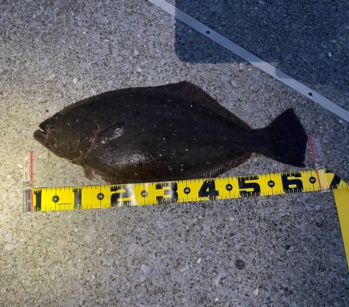 ヒラメの釣果