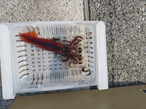 イカの釣果