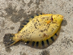 マツカワの釣果