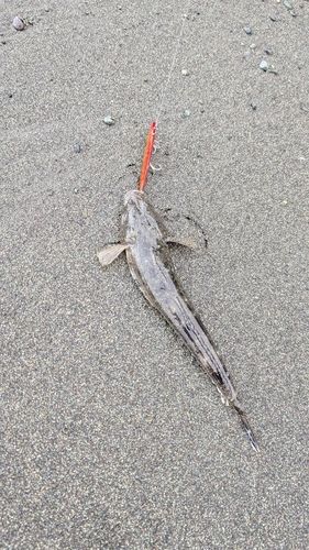 マゴチの釣果