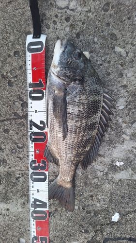 クロダイの釣果